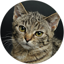 Justas profile picture